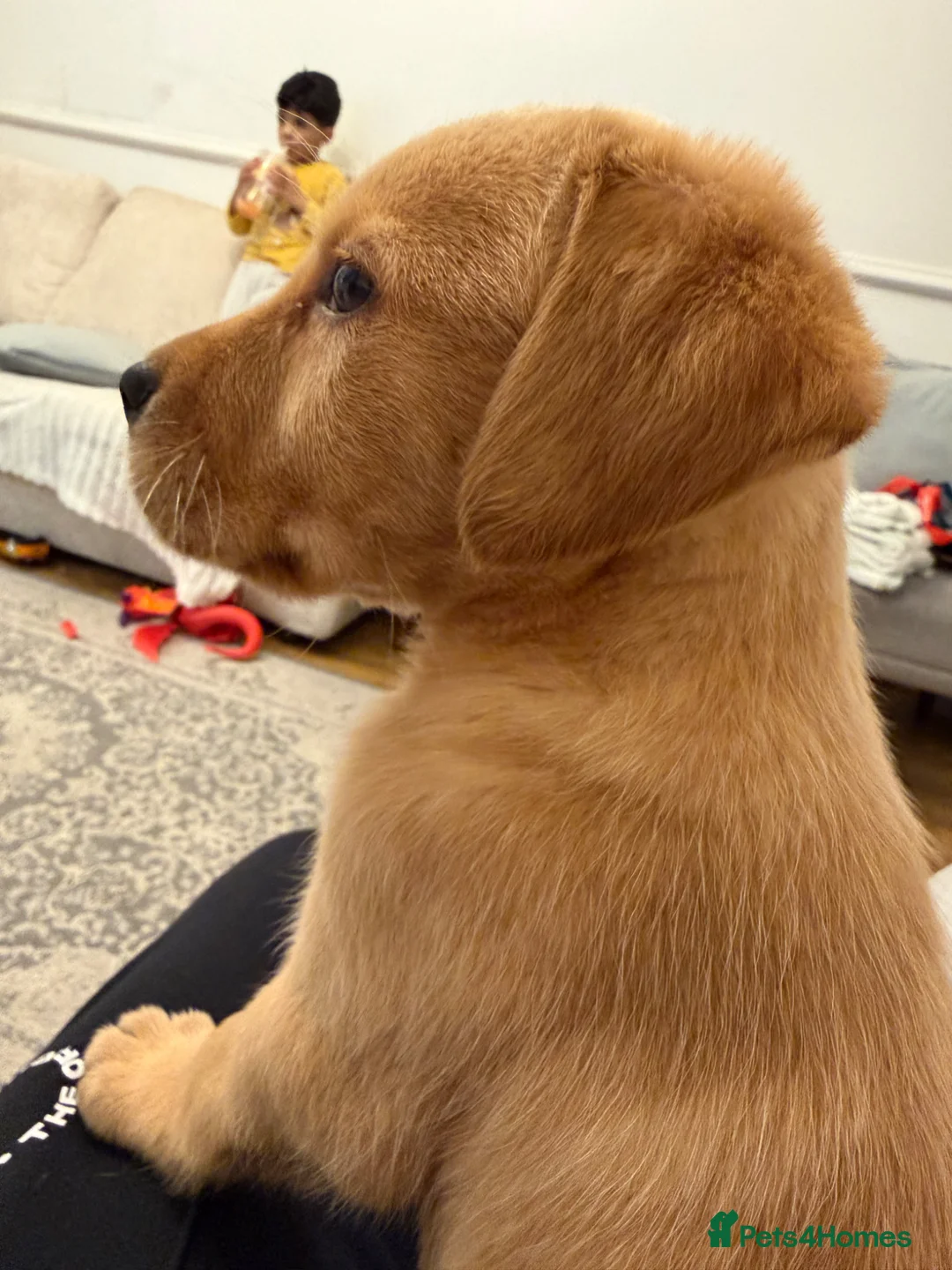 Labrador Retriever dogs for sale: Labrador Puppy - Advert 1