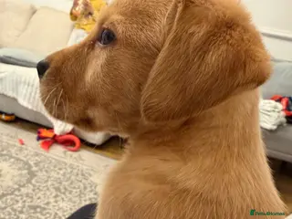 Labrador Retriever dogs Labrador Puppy - Advert 1