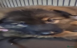 German Shepherd dogs for sale: Ready to leave  german shepherd puppy  - Image 6