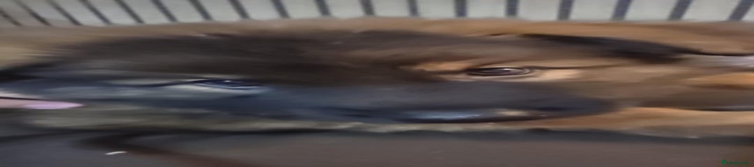 German Shepherd Puppy 1