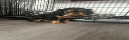 Cavalier King Charles Spaniel dogs for sale: One beautiful Black and Tan girl  - Advert 7