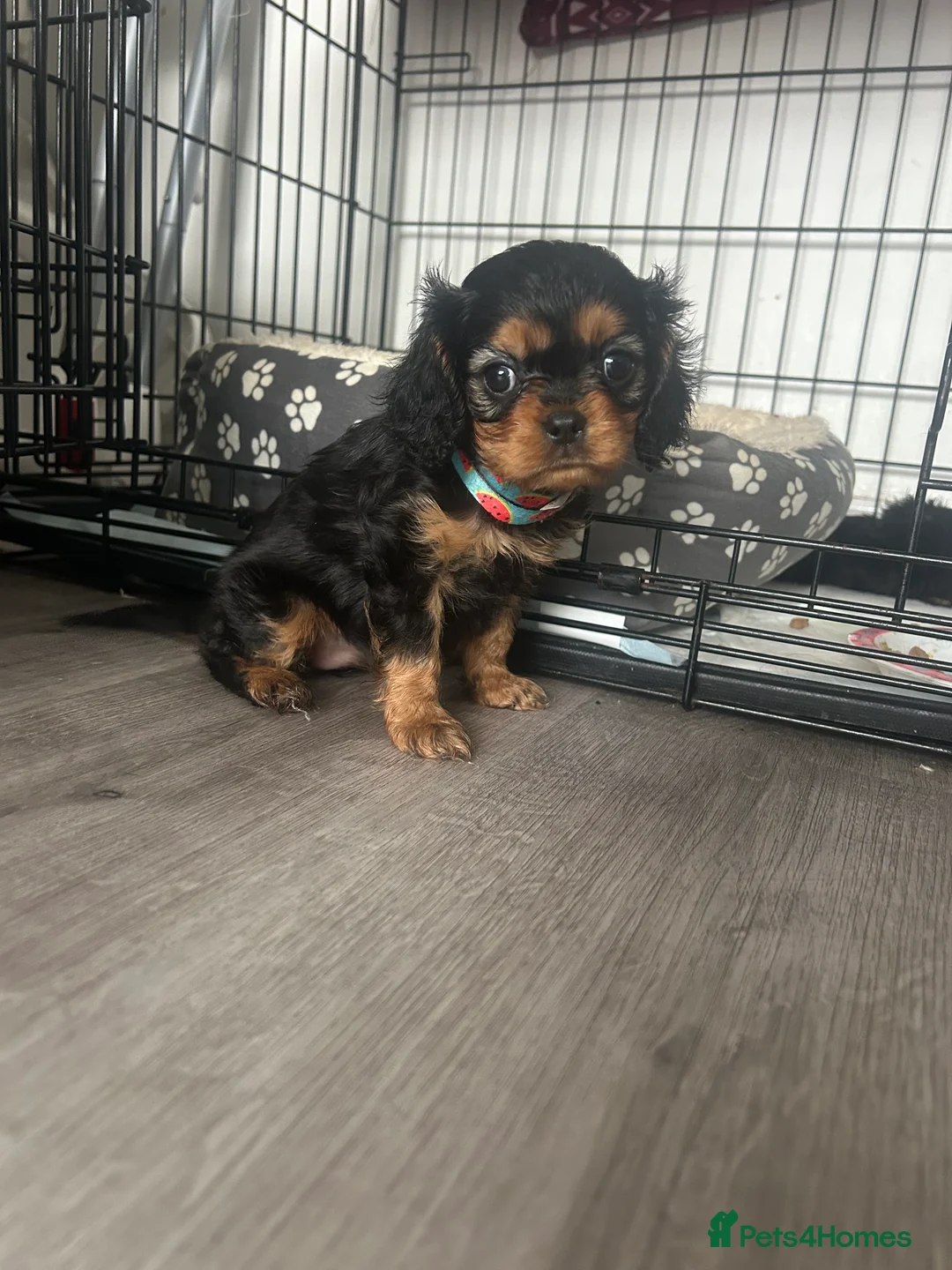 Cavalier King Charles Spaniel dogs for sale: One beautiful Black and Tan girl  - Advert 7