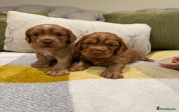 Cocker Spaniel dogs for sale: Gorgeous working cocker spaniel puppies - Image 4