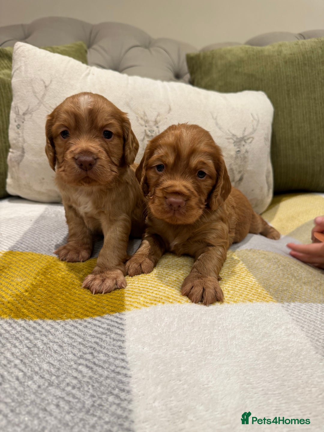 Cocker Spaniel dogs for sale: Gorgeous working cocker spaniel puppies - Image 4