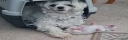Maltese dogs for sale: EXQUISITE 5STAR TOY MINIATURE KOREAN MALTESE PUPPY - Advert 23