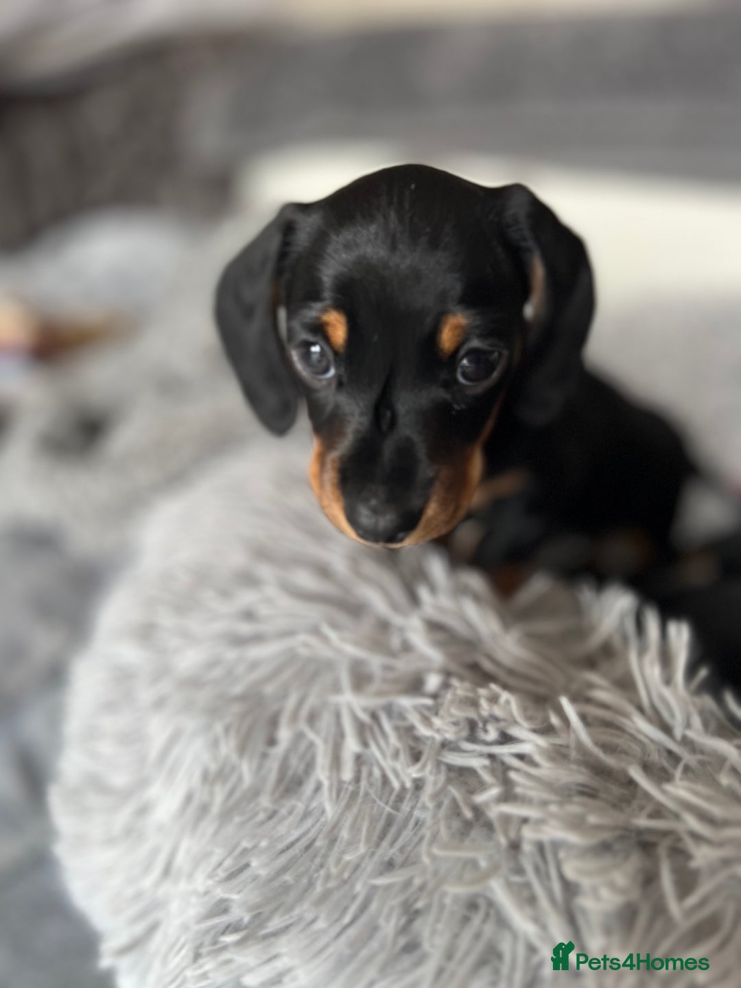 Miniature Dachshund dogs for sale: Stunning Smooth Black & Tan Miniature Dachshunds - Image 8