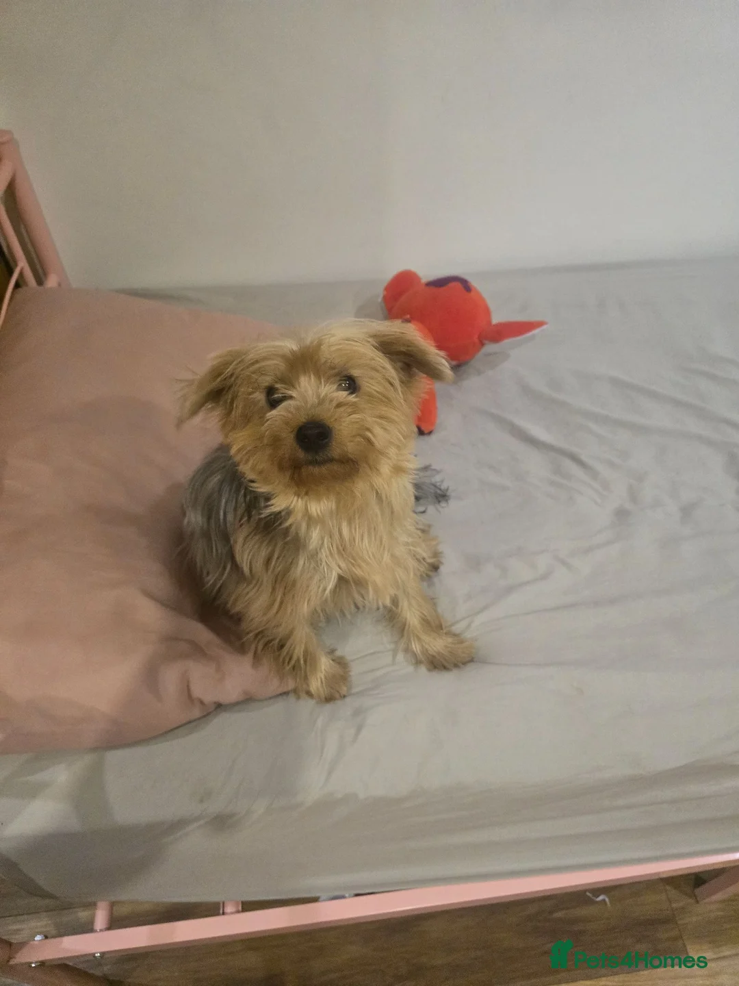 Yorkshire Terrier dogs for sale: Loving Daisy  - Advert 2