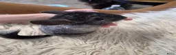 Chinchilla rodents for sale: 2 female chinchillas - Advert 10