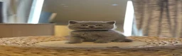 British Shorthair cats for sale: Gorgeous British Shorhair kittens 🐾 - Advert 12