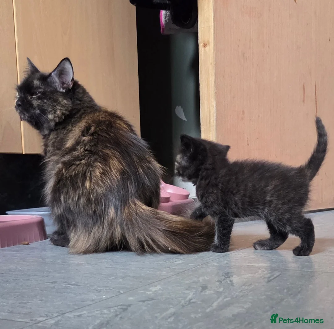Mixed Breed cats for sale: Beautiful Fluffy Kittens Looking for Forever homes - Advert 37