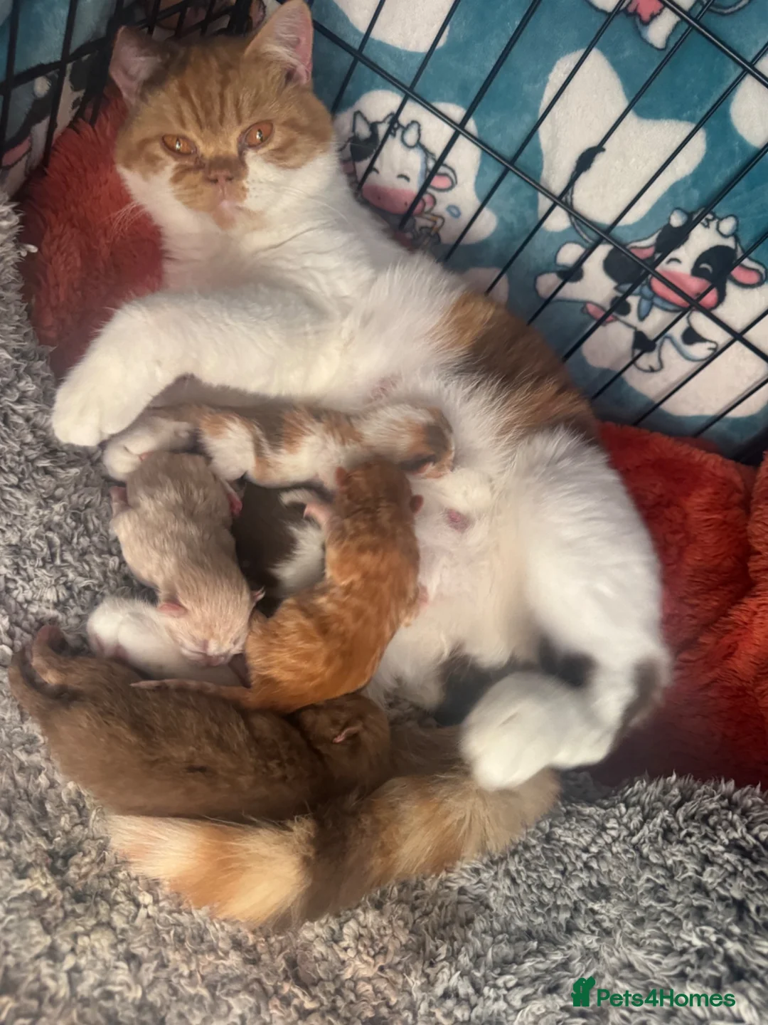 British Shorthair cats for sale: British Shorthair Kittens  - Advert 1