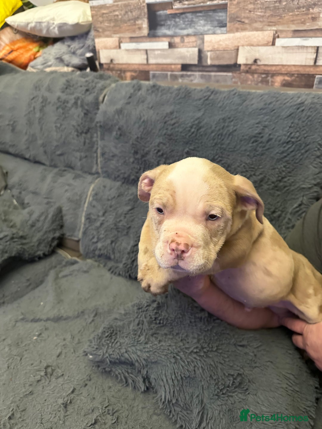 American Bully dogs for sale: ABKC REGISTERED Pocket Exotic/Extreme Bully PUPS! - Advert 26