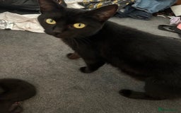 Mixed Breed cats for sale: Our beautiful cat has had a beautiful litter!  - Image 8