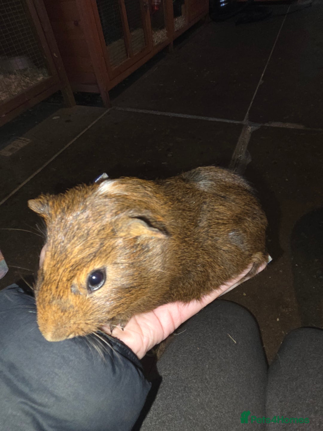 Guinea Pig rodents for sale: Baby guinea pigs - Advert 14