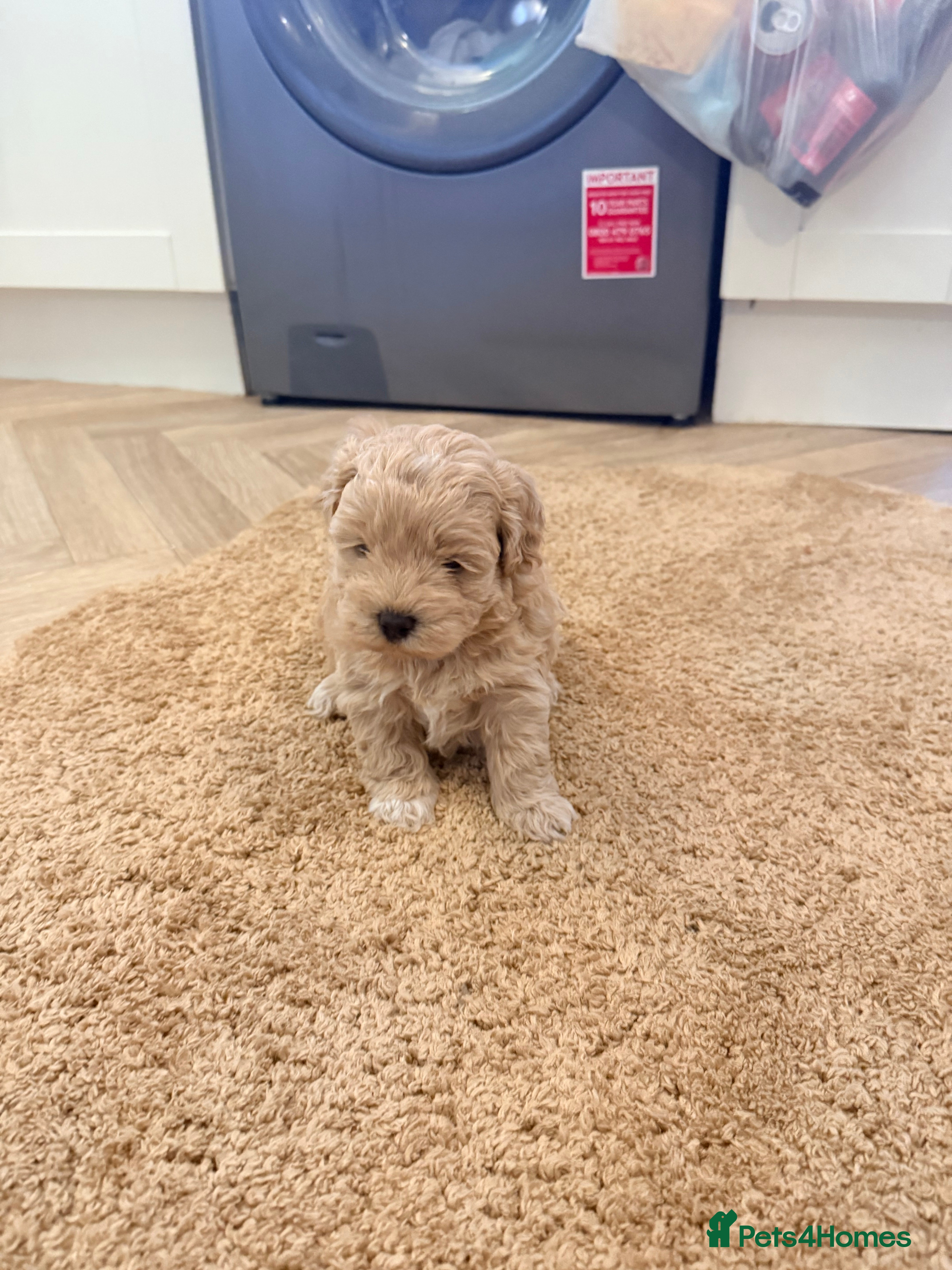 Maltipoo dogs Maltipoo puppies  - Advert 4