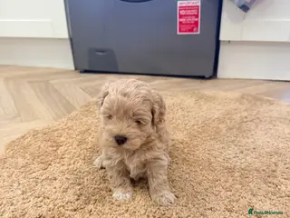 Maltipoo dogs Maltipoo puppies - Advert 4