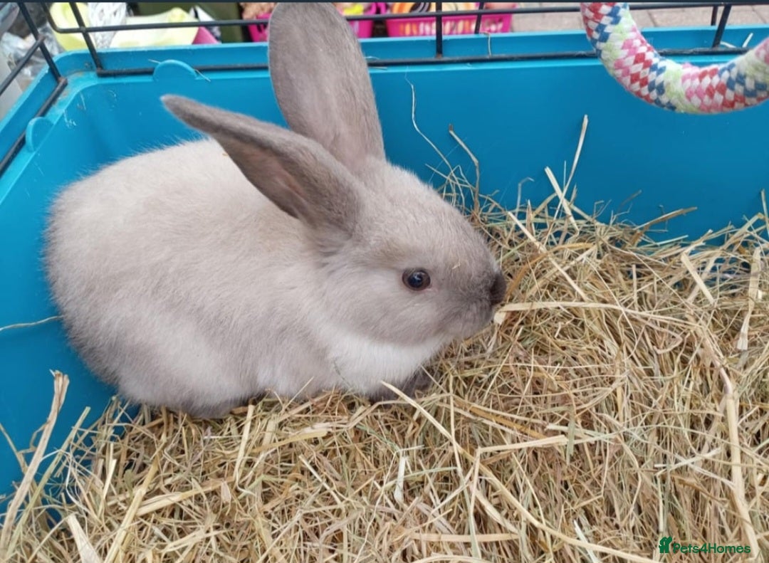 Mini Lion Lop rabbits for sale: Male mini lion lop - Image 3