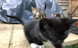 Mixed Breed cats for sale: 2 LEFT: Beautiful kittens in need of good homes - Image 12