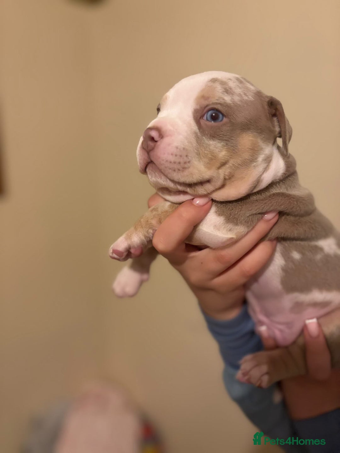 American Bully dogs for sale: Beautiful litter of pocket bullies  - Image 4