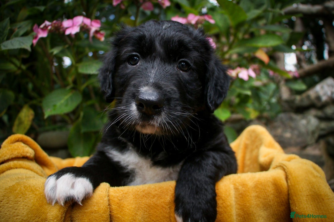 Mixed Breed dogs for sale: 3 x Border collie cross retriever pups - Image 2