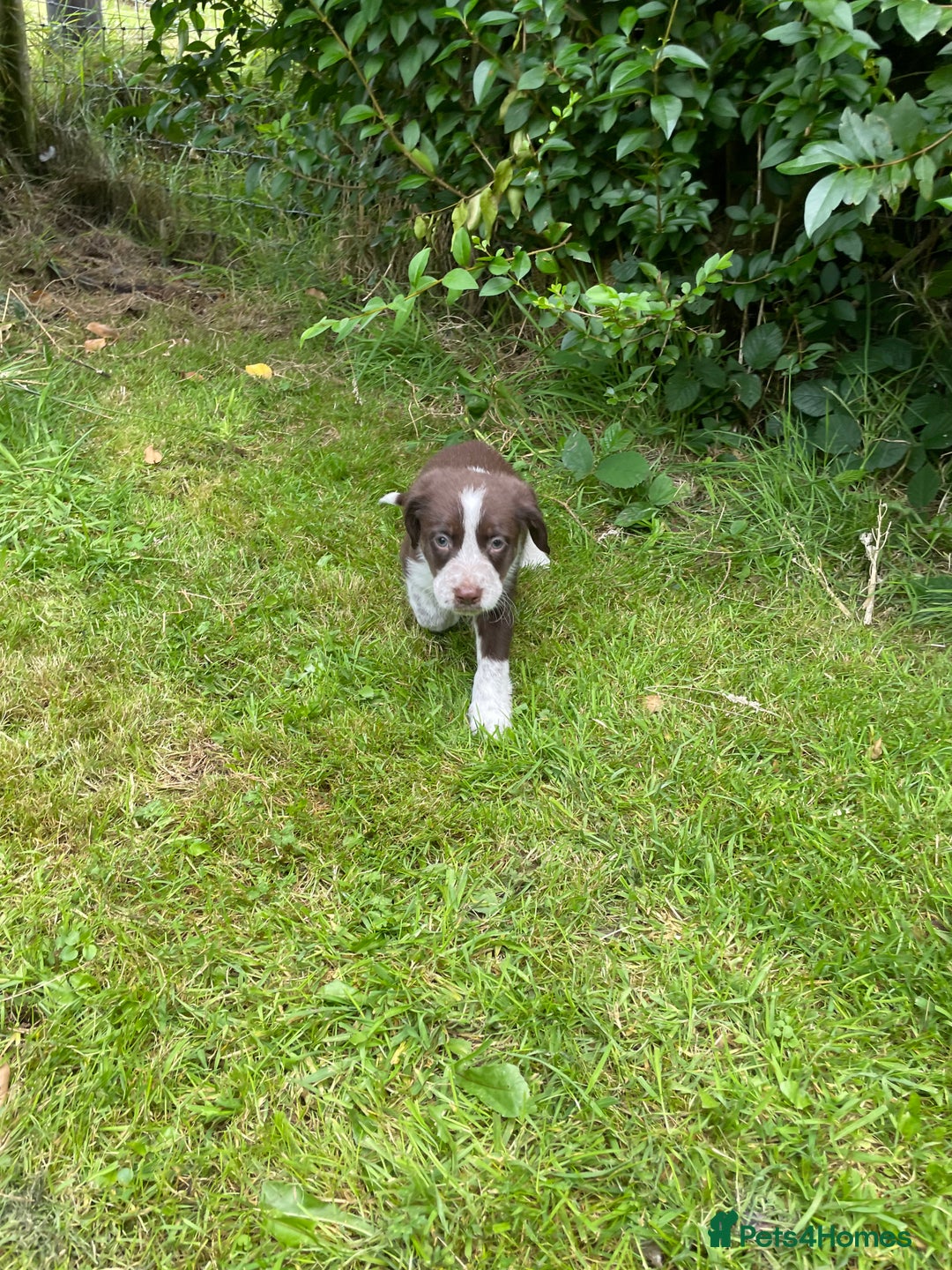 Mixed Breed dogs for sale: Sprollie puppies  - Image 18