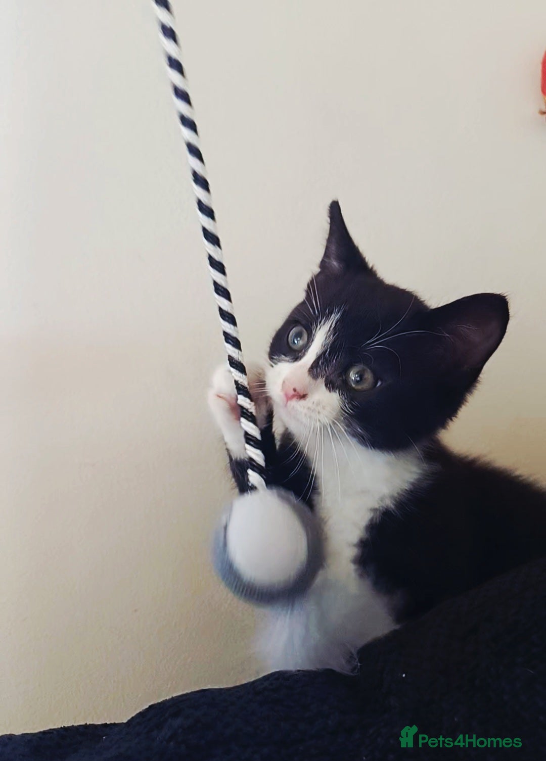 Domestic Shorthair cats Beautiful kitten  - Advert 1