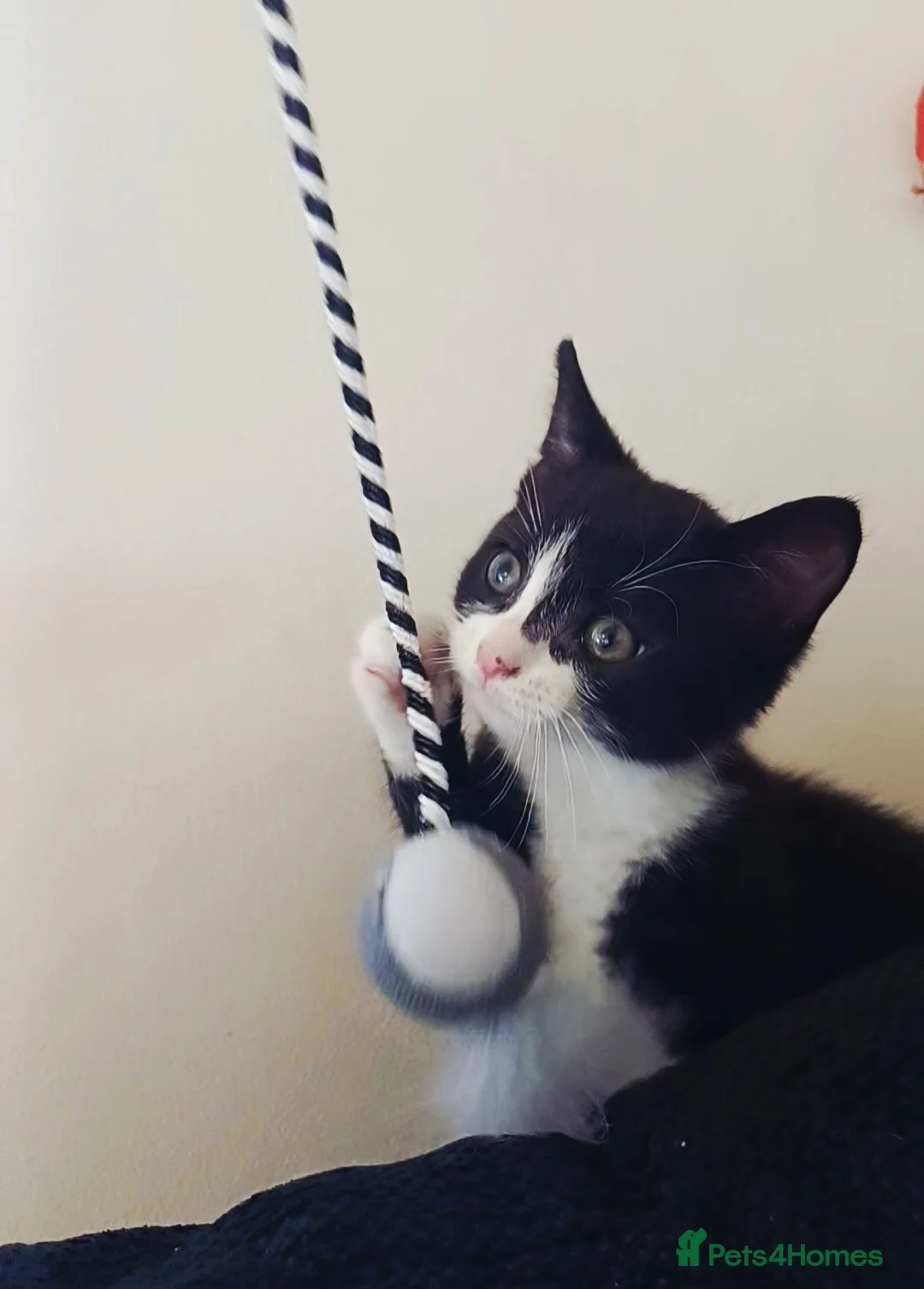 Domestic Shorthair cats for sale: Beautiful kitten  - Advert 1