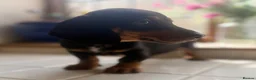 Miniature Dachshund dogs for sale: Stunning Miniature Dachshunds  - Advert 7