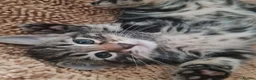 Mixed Breed cats for sale: Kittens - Advert 15