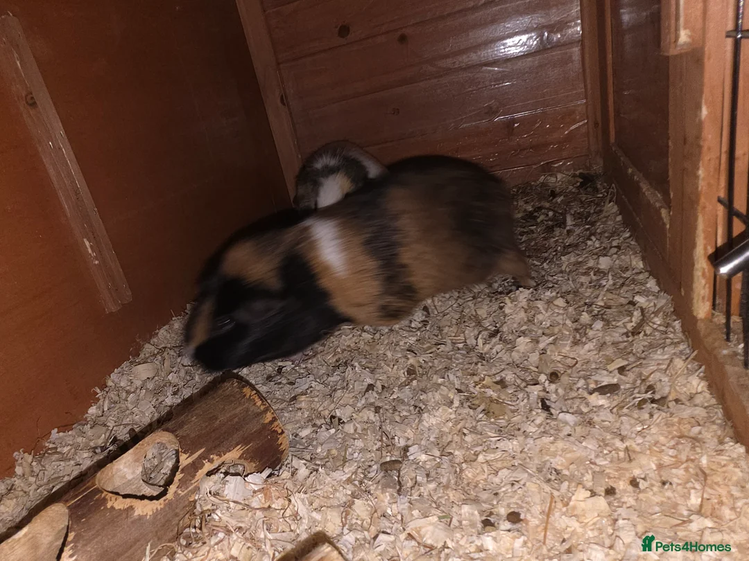 Guinea Pig rodents for sale: 2 males 2 females  - Advert 14