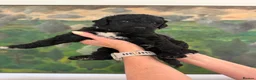 Labradoodle dogs for sale: Labradoodle Standard - Advert 8