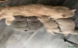 British Shorthair cats for sale: GCCF REG HEALTH TESTED KTTENS AVAILABLE 🥰 - Image 7