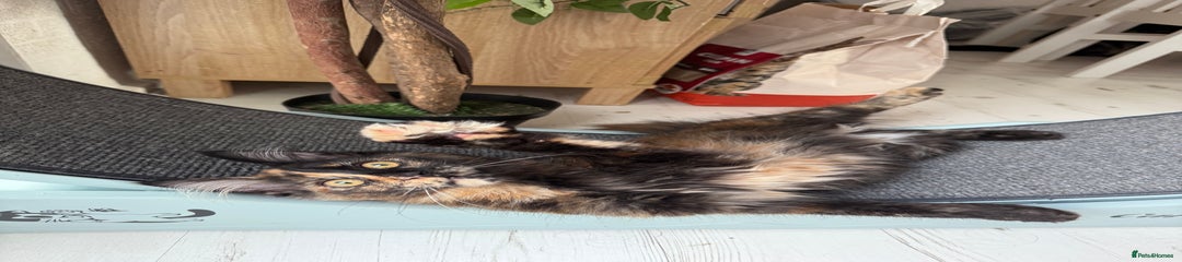 Maine Coon Kitten 1