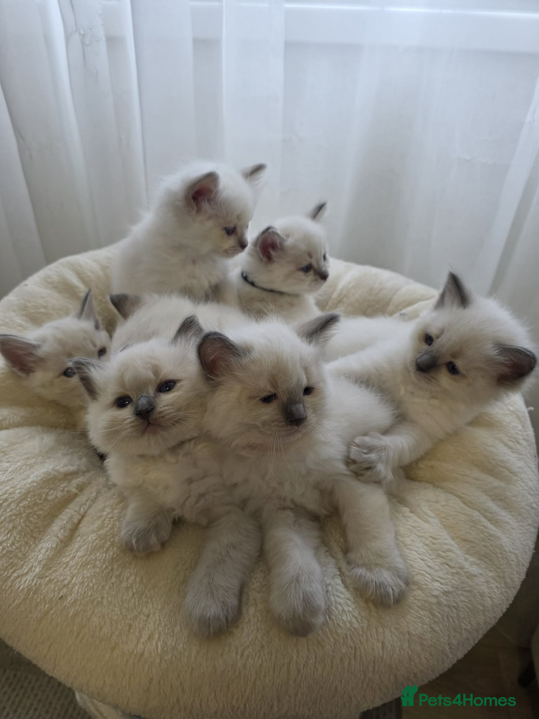 Ragdoll cats for sale: ✨RARE ALL LILAC LITTER GCCF&TICA Ragdoll Kittens✨ - Advert 3