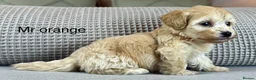 Maltipoo dogs for sale: BEAUTIFUL MALTIPOOS FROM DNA TESTED CLEAR PARENTS  - Advert 26