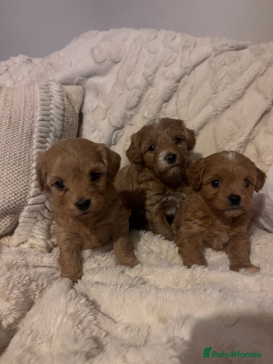 Cavachon dogs for sale: Toy Cavapoochons  - Advert 1