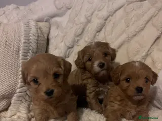 Cavachon dogs Toy Cavapoochons - Advert 5