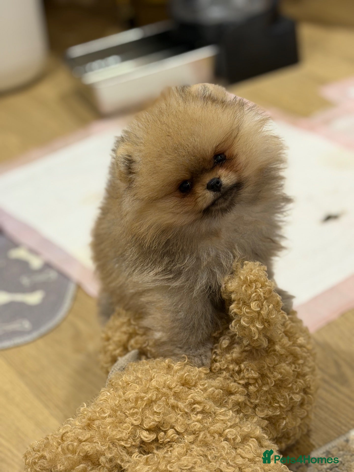 Pomeranian dogs for sale: Micro size teddy  face  - Advert 2