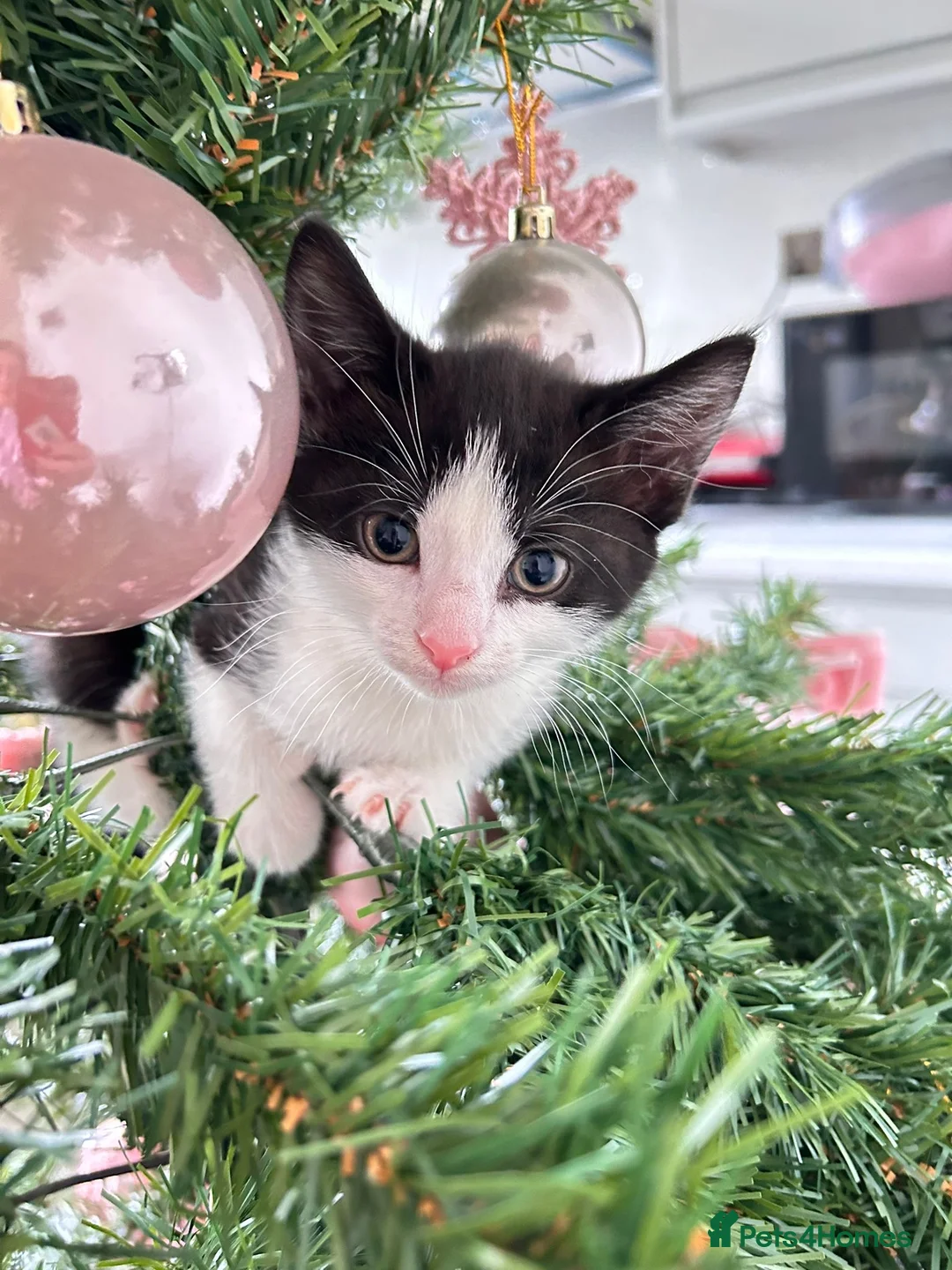 Mixed Breed cats for sale: Joyful kitten ❤️😈😆😍 - Advert 5