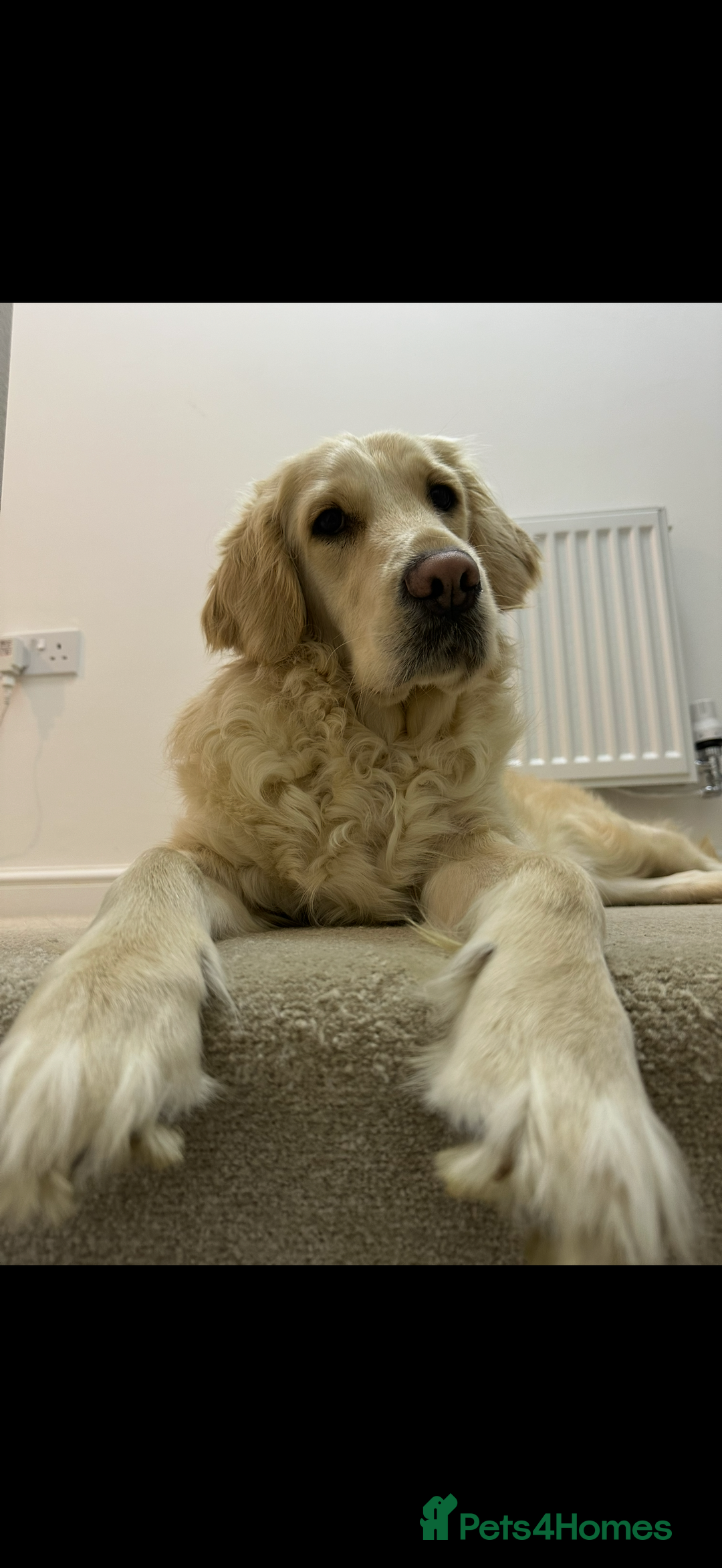 Golden Retriever dogs for sale: 3 year old female golden retriever  - Advert 5