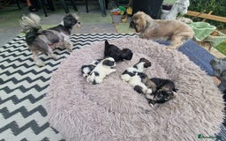Shih Tzu dogs for sale: wonderful puppies  - Image 20