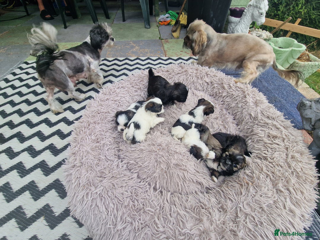 Shih Tzu dogs for sale: wonderful puppies  - Image 20