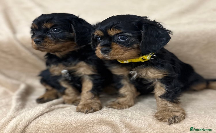 Cavalier King Charles Spaniel dogs - Advert 8