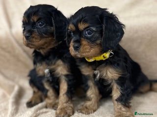 Cavalier King Charles Spaniel dogs KC REGISTERED GORGEOUS BLACK & TAN PUPPYS - Advert 1