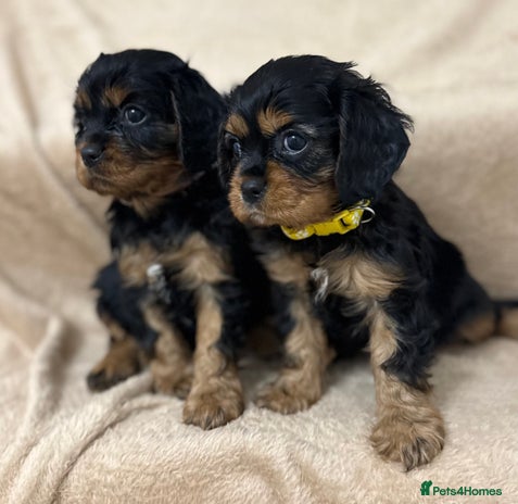 Cavalier King Charles Spaniel dogs - Advert 2