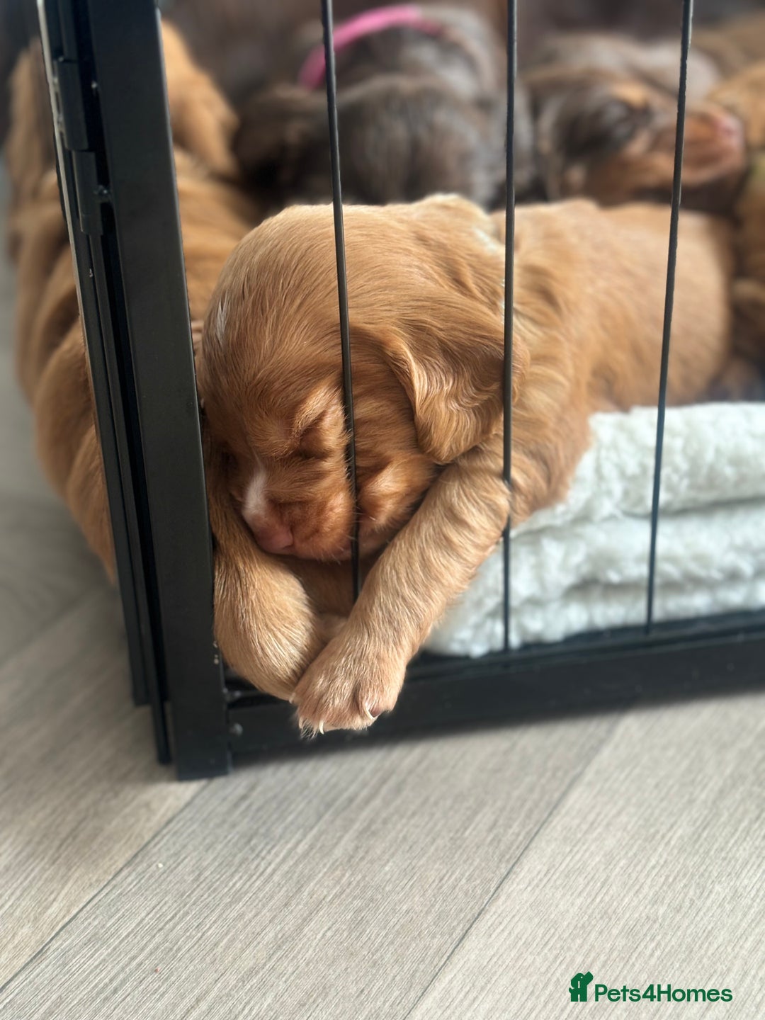 Cocker Spaniel dogs for sale: Cocker spaniel (working cocker spaniel)   - Image 5
