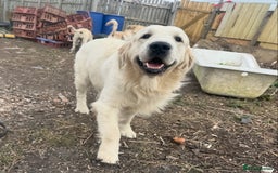 Golden Retriever dogs for sale: KC REG WHITE FULLY HEALTH TESTED PARENTS - Image 9