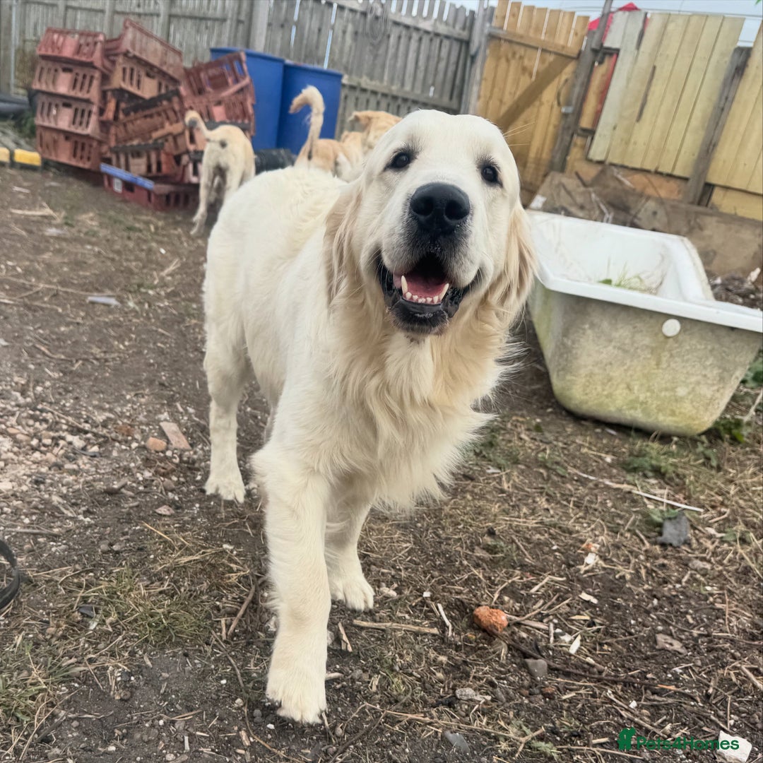 Golden Retriever dogs for sale: KC REG WHITE FULLY HEALTH TESTED PARENTS - Image 9