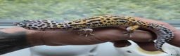 Leopard Gecko reptiles for sale: Tug snow female for sale - Advert 5