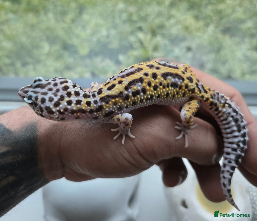 Leopard Gecko reptiles for sale: Tug snow female for sale - Advert 5